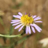 Image of Franciscan erigeron