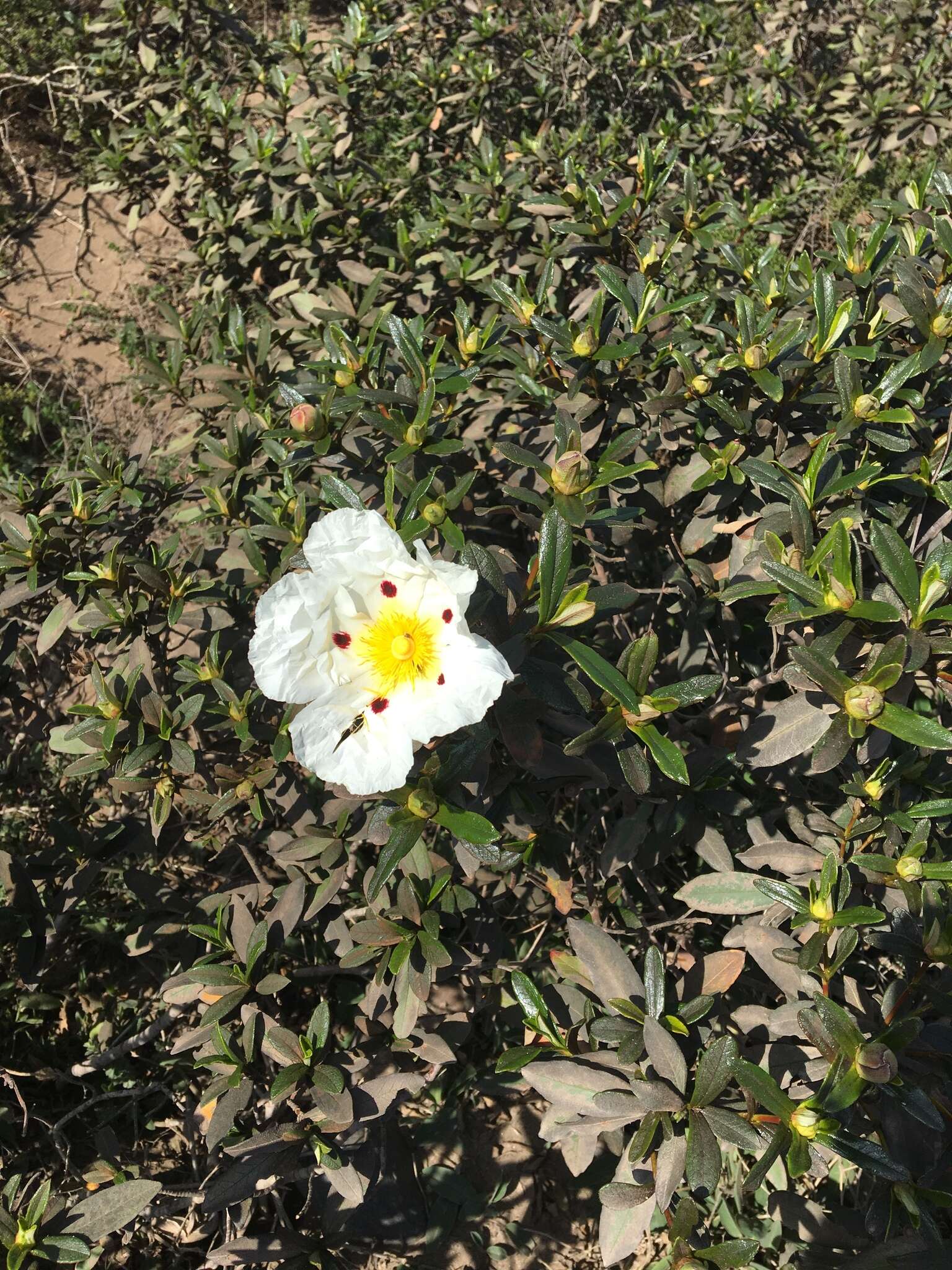 Imagem de Cistus ladanifer L.