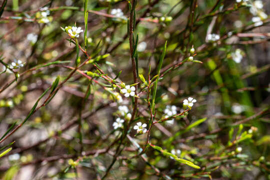 Image of Coleonema juniperinum (Spreng.) Sond.