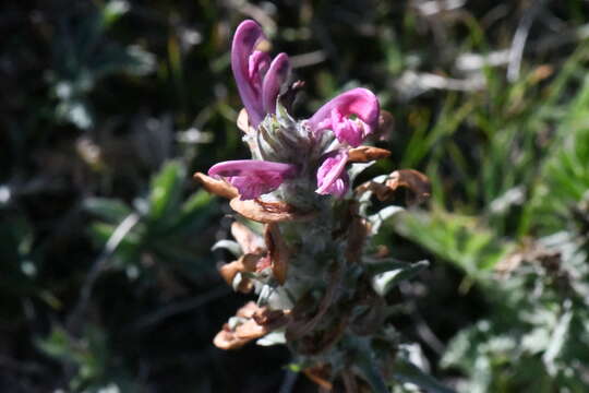 Imagem de Pedicularis cystopteridifolia Rydb.