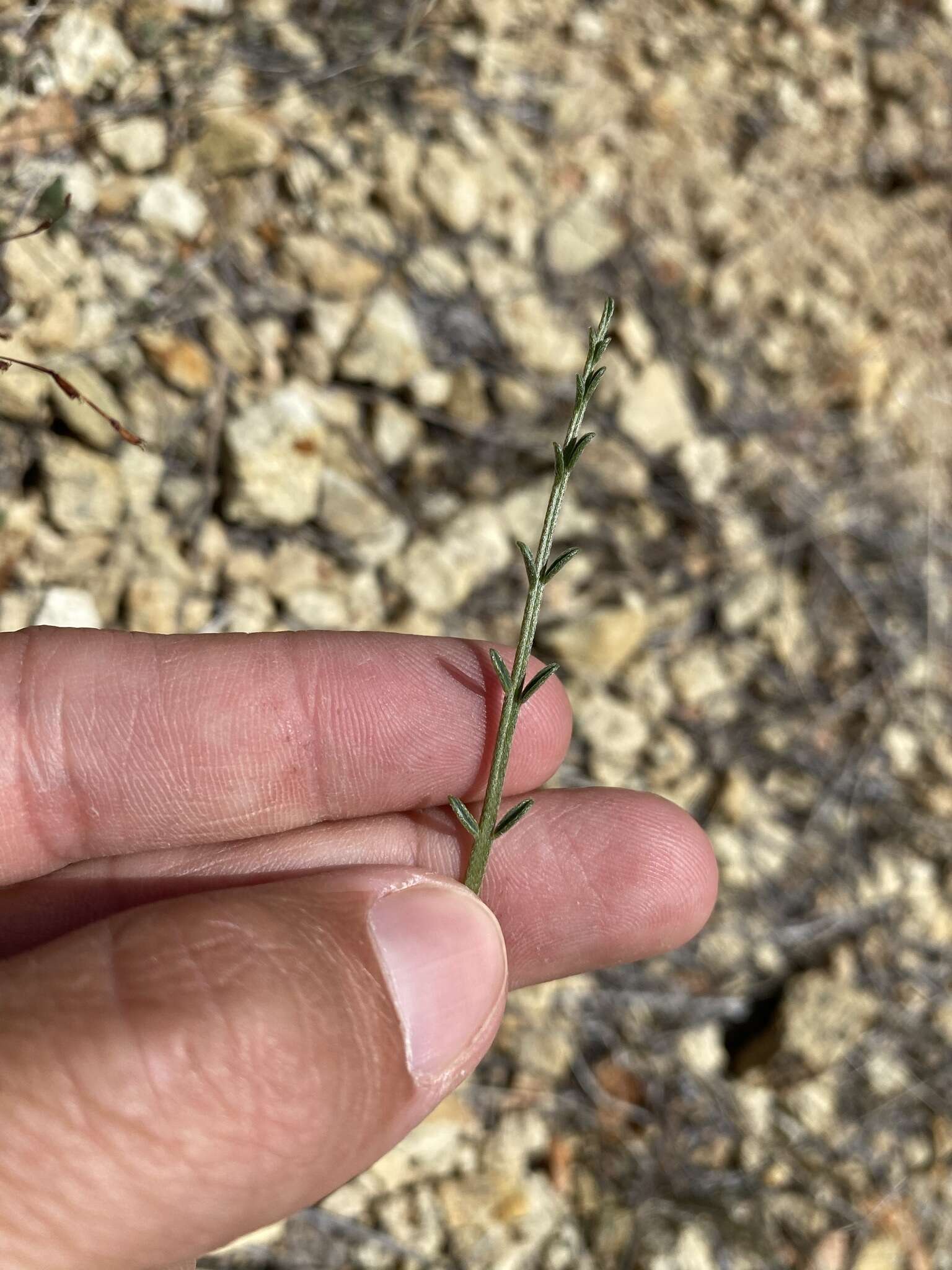 Imagem de Astragalus cusickii var. sterilis (Barneby) R. C. Barneby