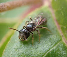 Lasioglossum lionotum (Sandhouse 1923)的圖片