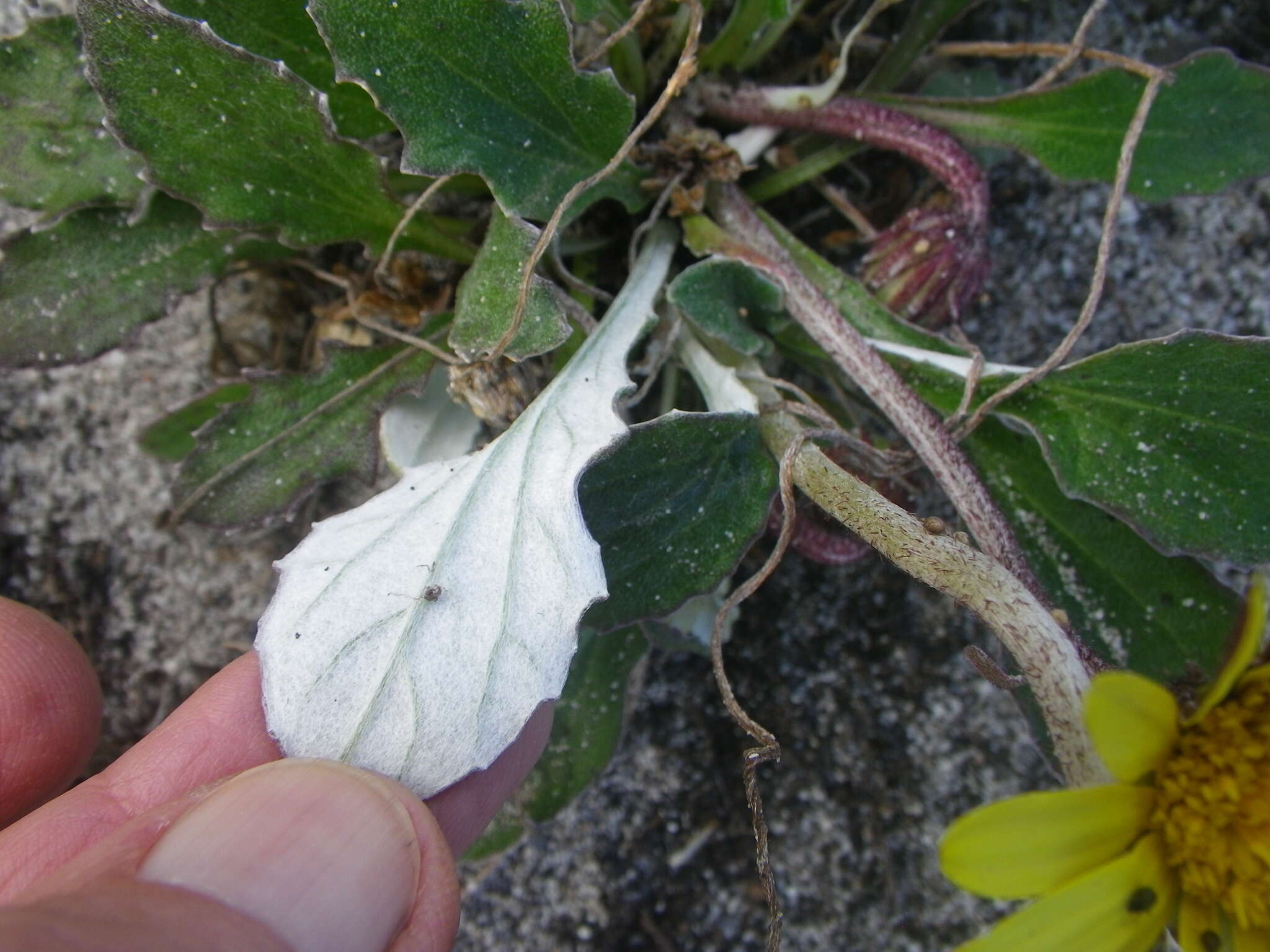 Image of Haplocarpha lanata (Thunb.) Less.