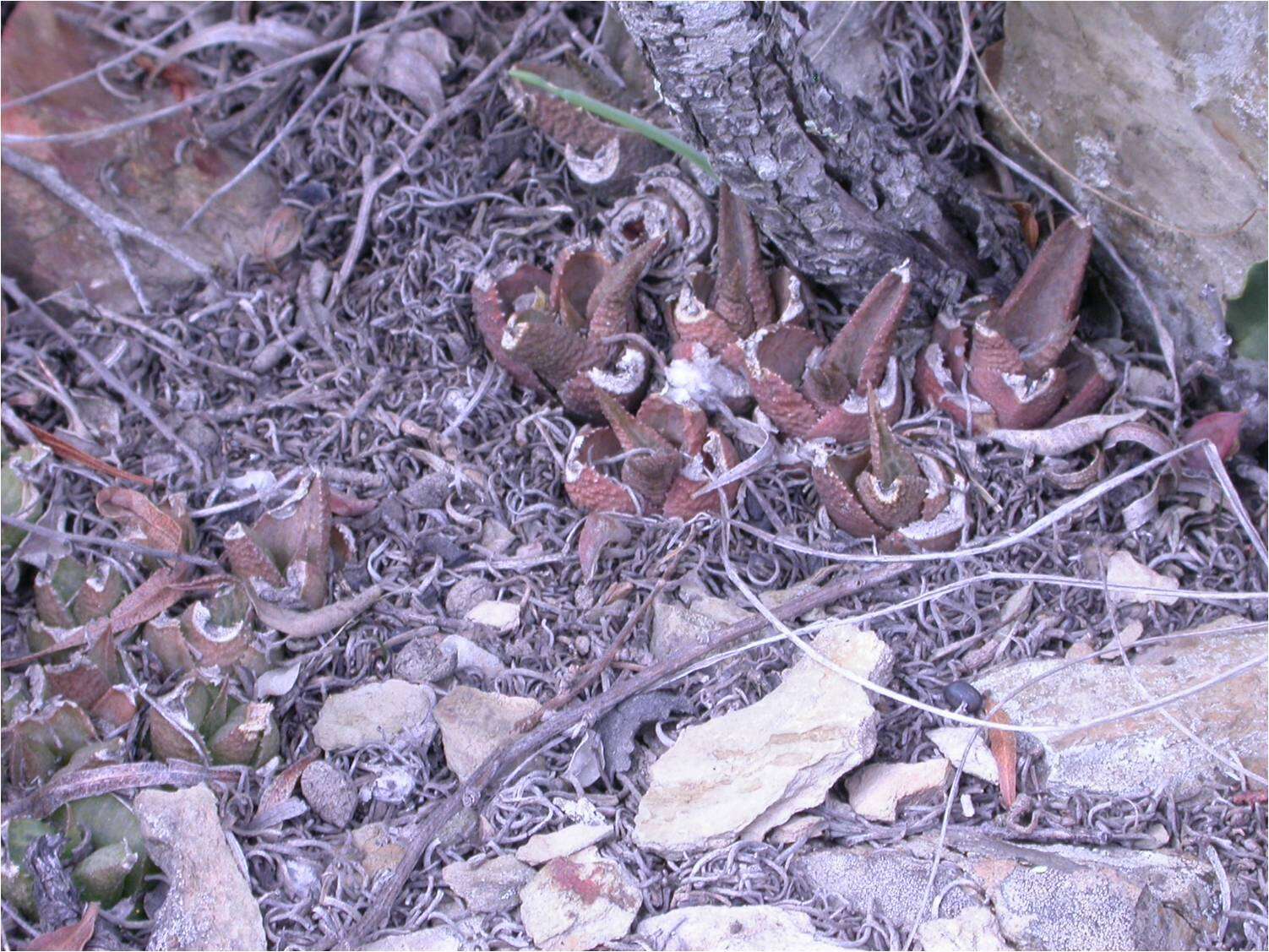 Image of Haworthiopsis venosa (Lam.) G. D. Rowley