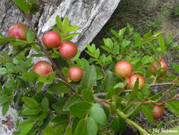 Image de Aditrochus coihuensis Ovruski 1993