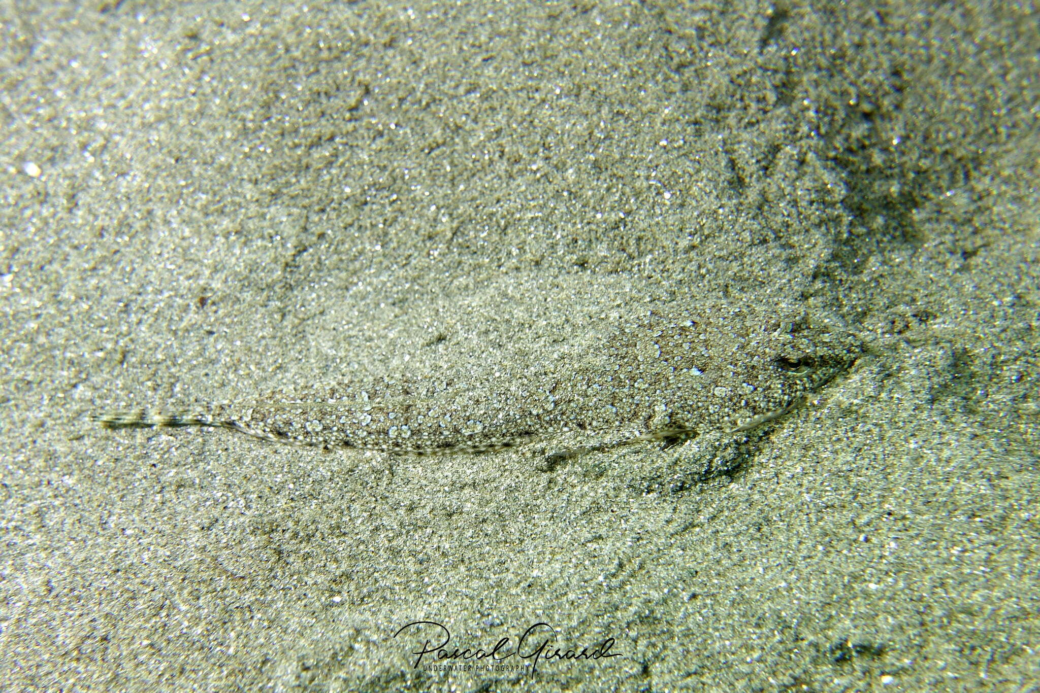 Image of Risso’s Dragonet