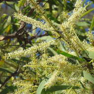 Image of Grevillea mimosoides R. Br.