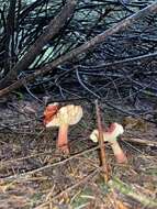 Image of Russula americana Singer 1940