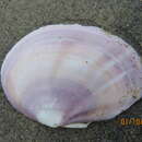 Image of California mahogany-clam