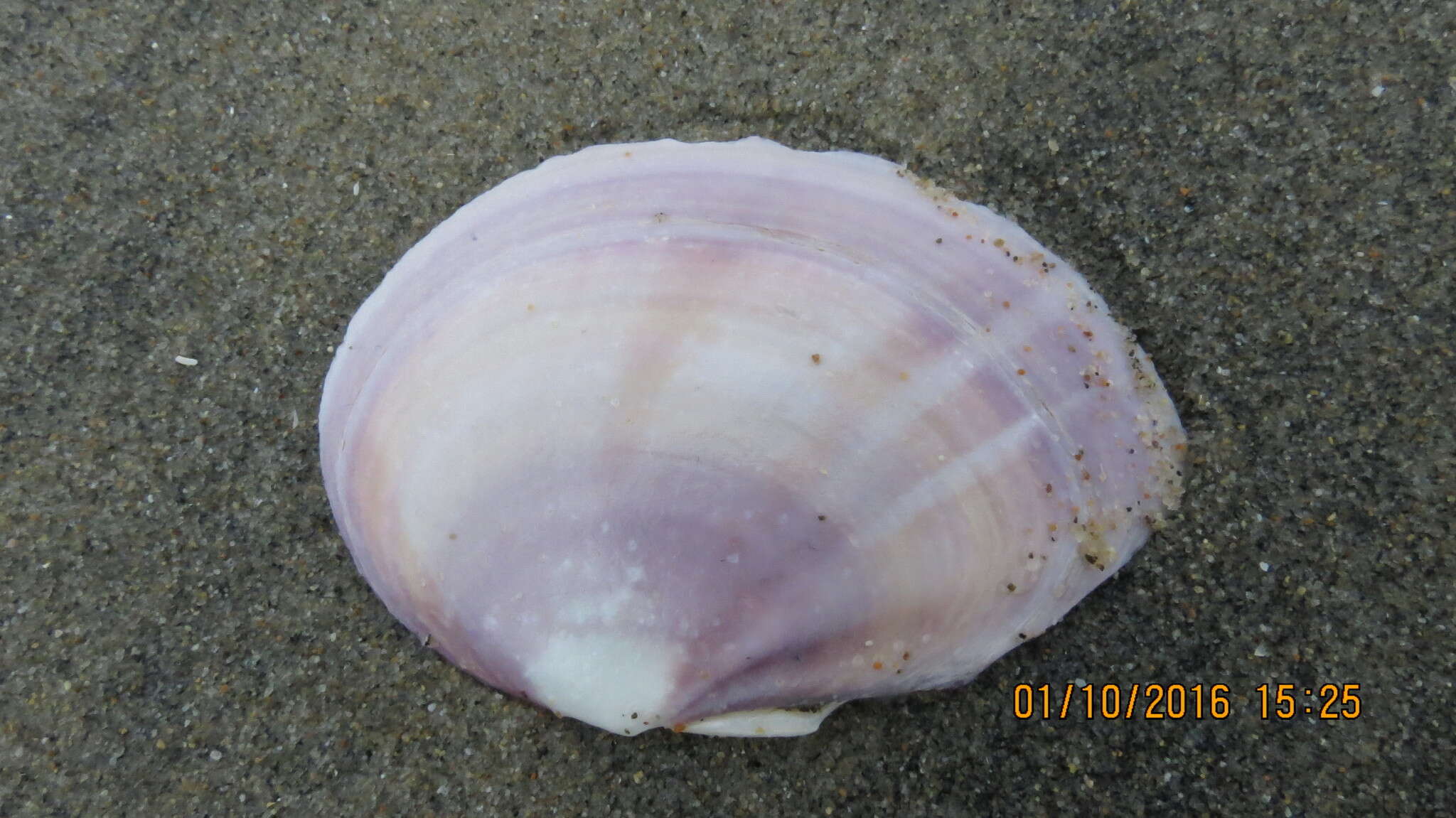 Image of California mahogany-clam