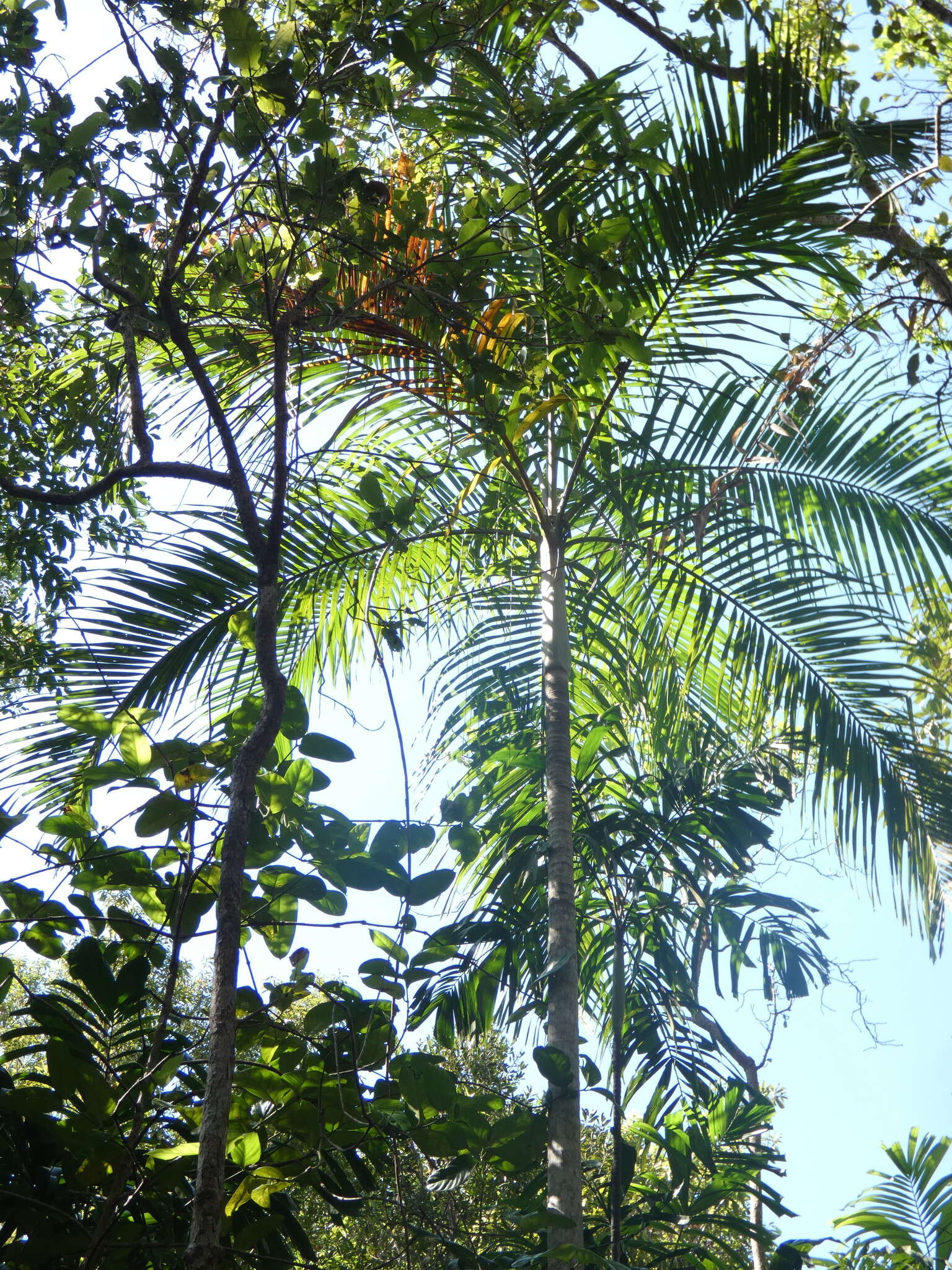 Image of Carpentaria acuminata (H. Wendl. & Drude) Becc.