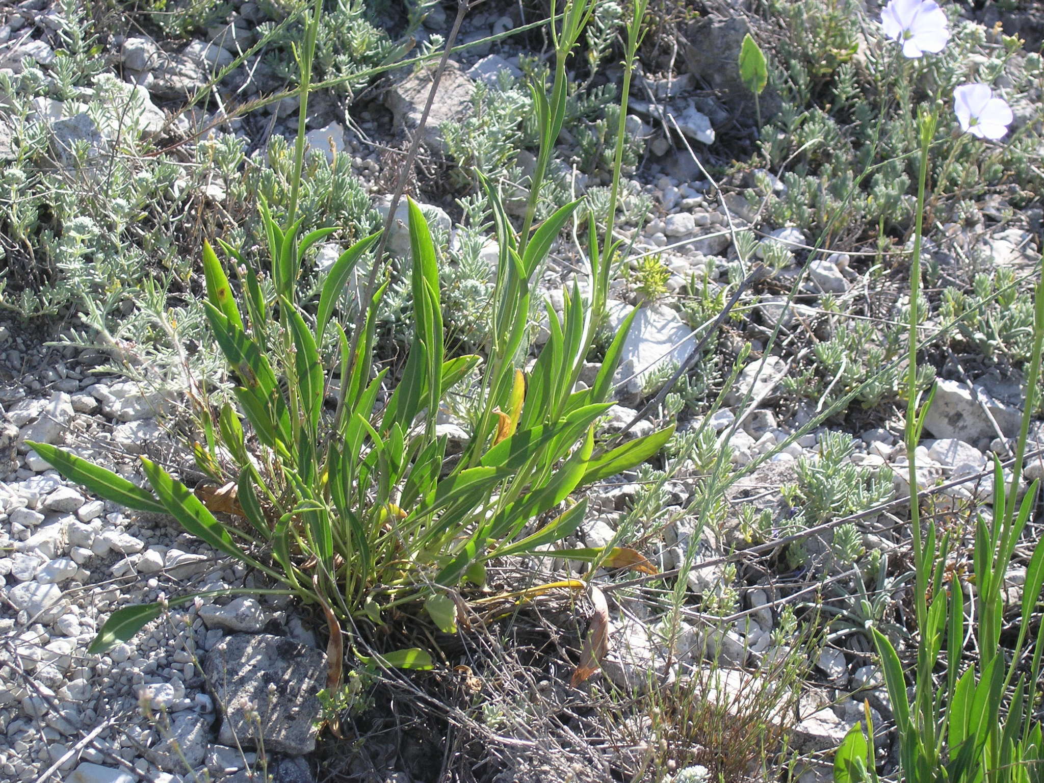 Image de Cephalaria coriacea (Willd.) Roem. & Schult. ex Steudel