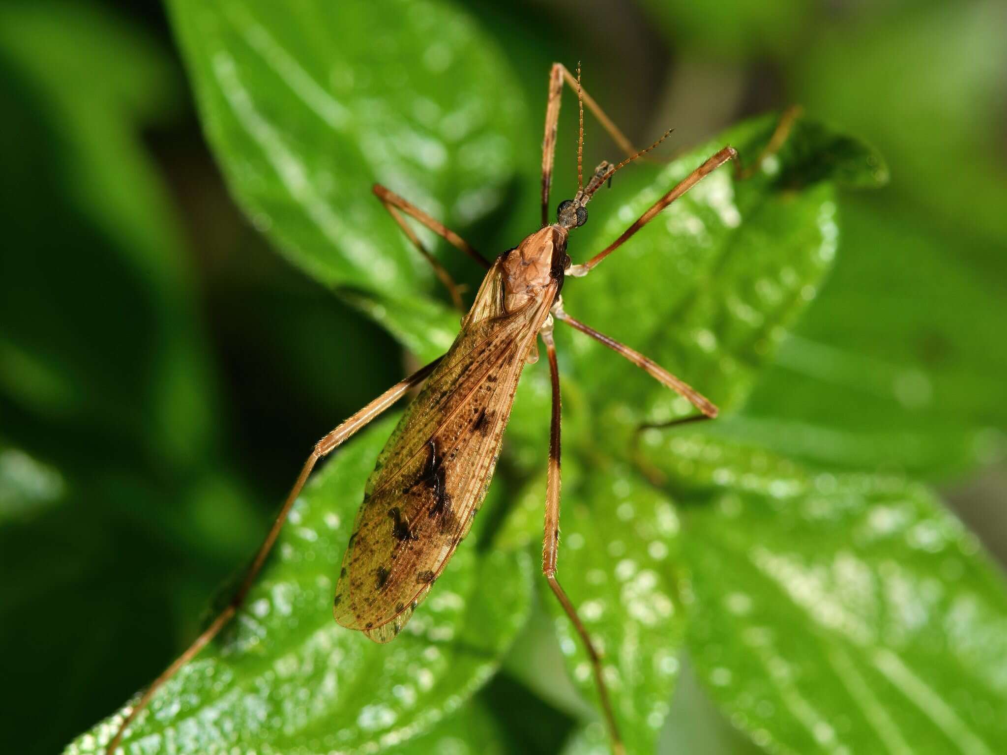 Image of Rhamphophila sinistra (Hutton 1900)