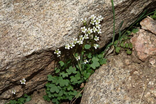 Imagem de Saxifraga rivularis subsp. rivularis