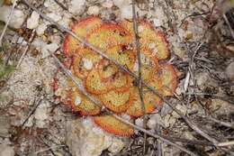 صورة Drosera zonaria Planch.