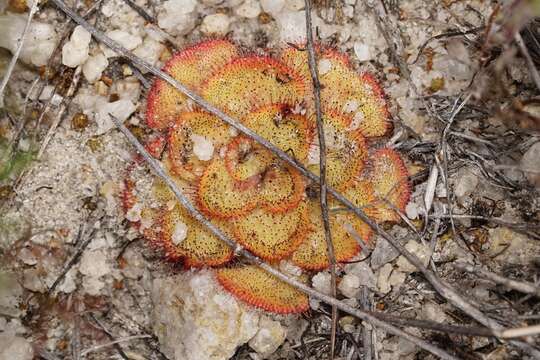 Image of Drosera zonaria Planch.