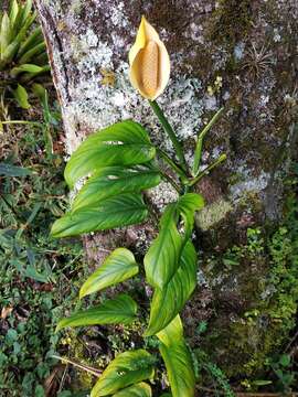 Image of Monstera xanthospatha Madison