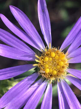 Image of southern prairie aster