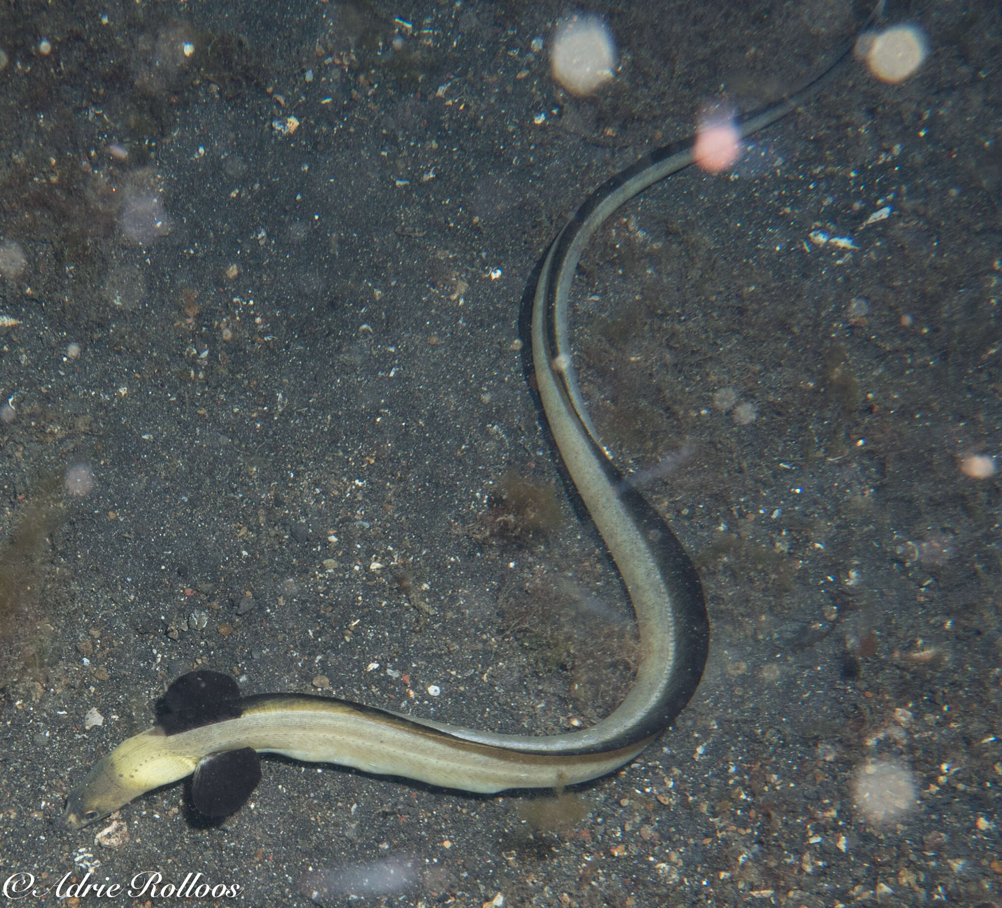 Image of Highfin snake eel