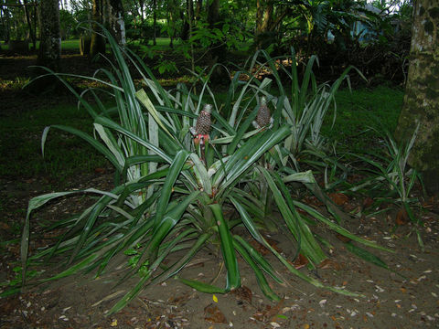 Image of <i>Ananas ananassoides</i> (Baker) L. B. Sm.