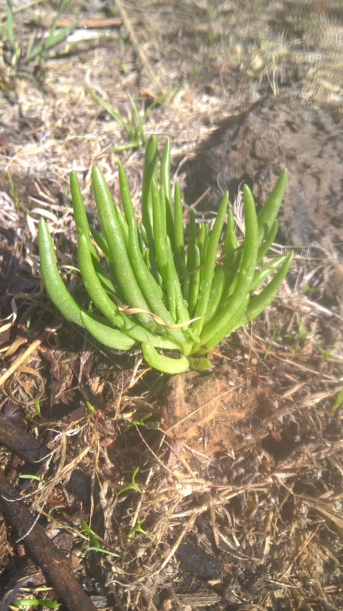 Imagem de Phemeranthus napiformis (DC.) Ocampo