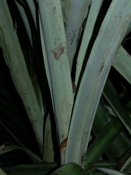 Image of <i>Ananas ananassoides</i> (Baker) L. B. Sm.