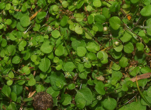 Imagem de Stellaria parviflora Banks & Soland. ex Hook. fil.