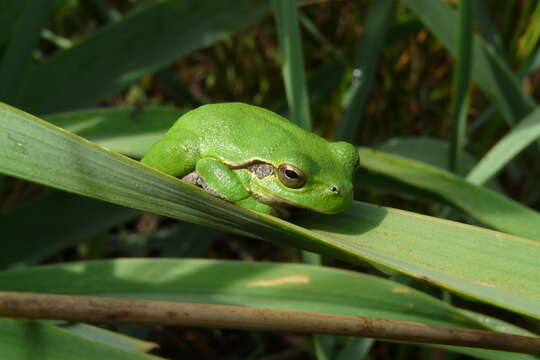 Image of Sardinian Tree Frog