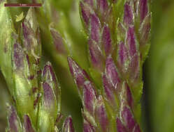 Image of Nealley's Viper Grass