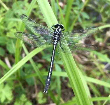 Imagem de Trigomphus nigripes (Selys 1887)