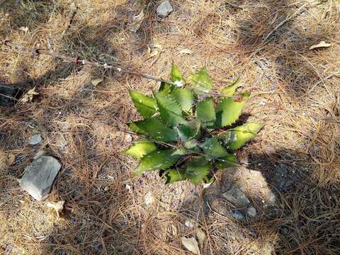 Image of Agave cupreata Trel. & A. Berger