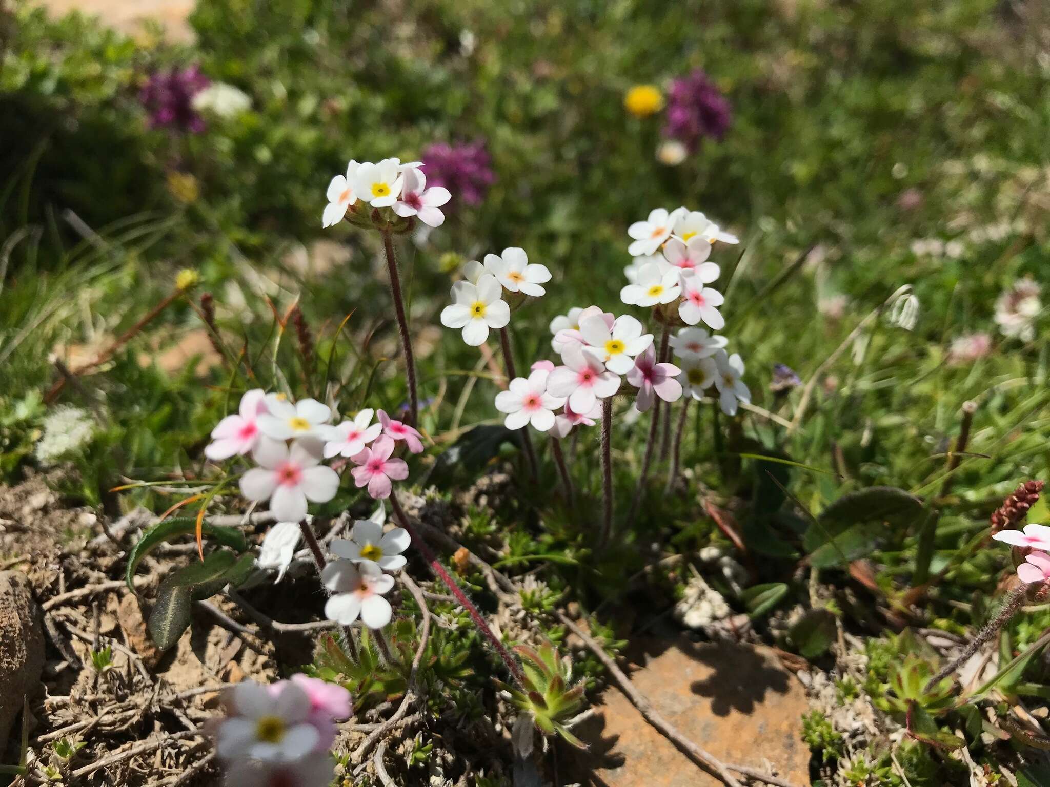 Image of Sweet-Flower Rock-Jasmine