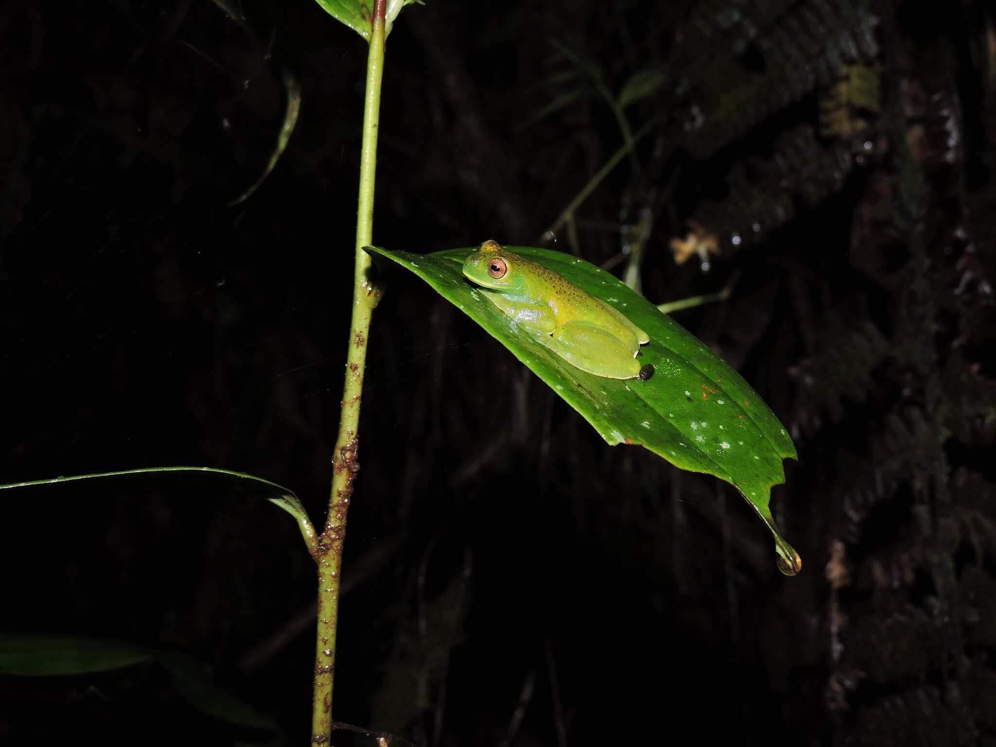 Hyloscirtus phyllognathus (Melin 1941)的圖片