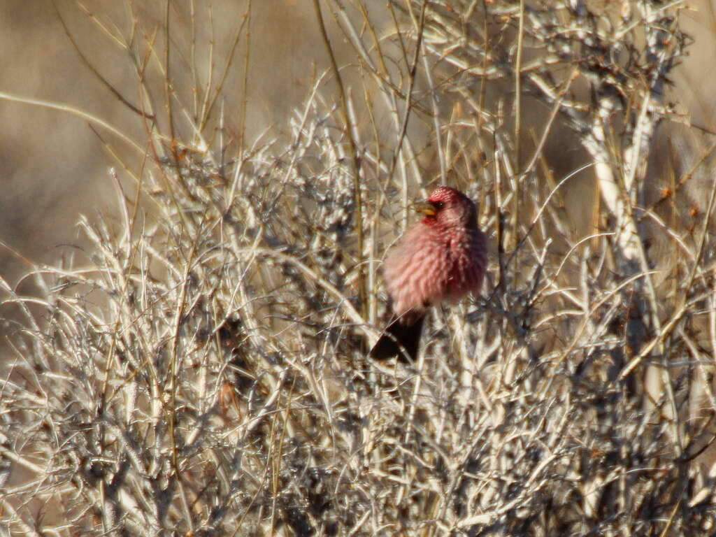 Image of Great Rosefinch