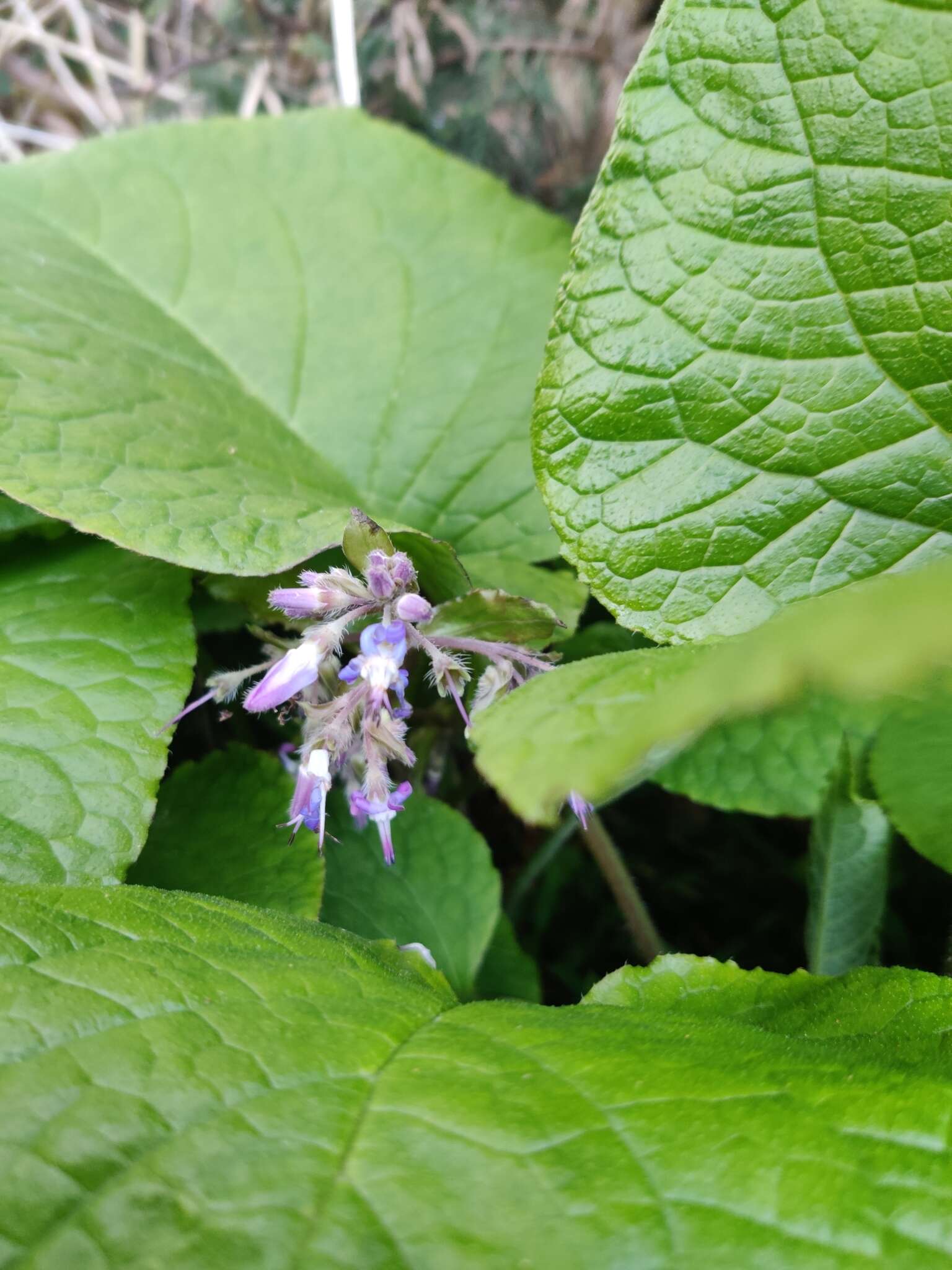 Слика од Trachystemon orientalis (L.) G. Don