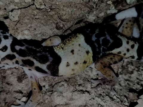 Image of Western Indian Leopard Gecko