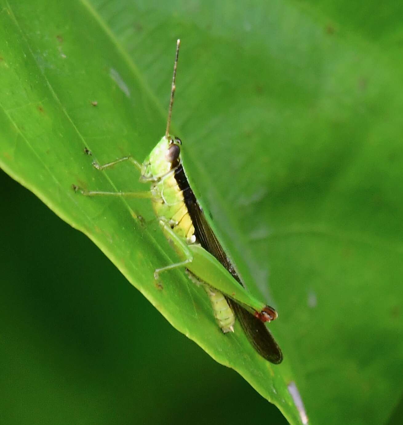 Image de Gesonula mundata (Walker & F. 1870)