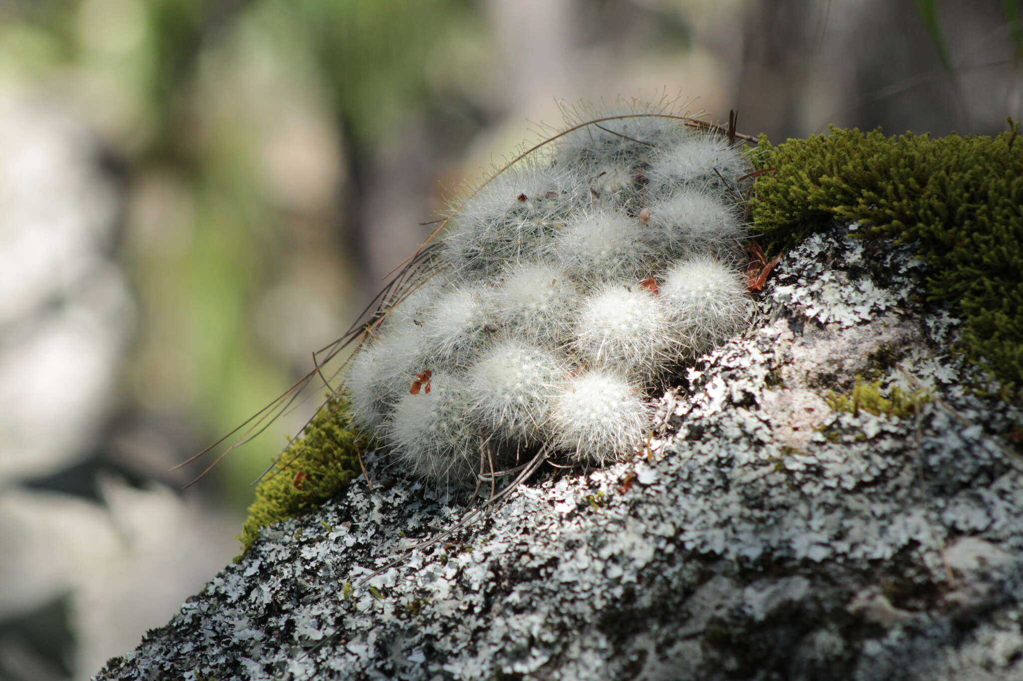 صورة Mammillaria senilis Lodd. ex Salm-Dyck