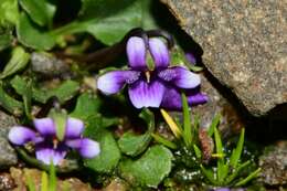 Image of Viola fuscoviolacea (L. G. Adams) T. A. James