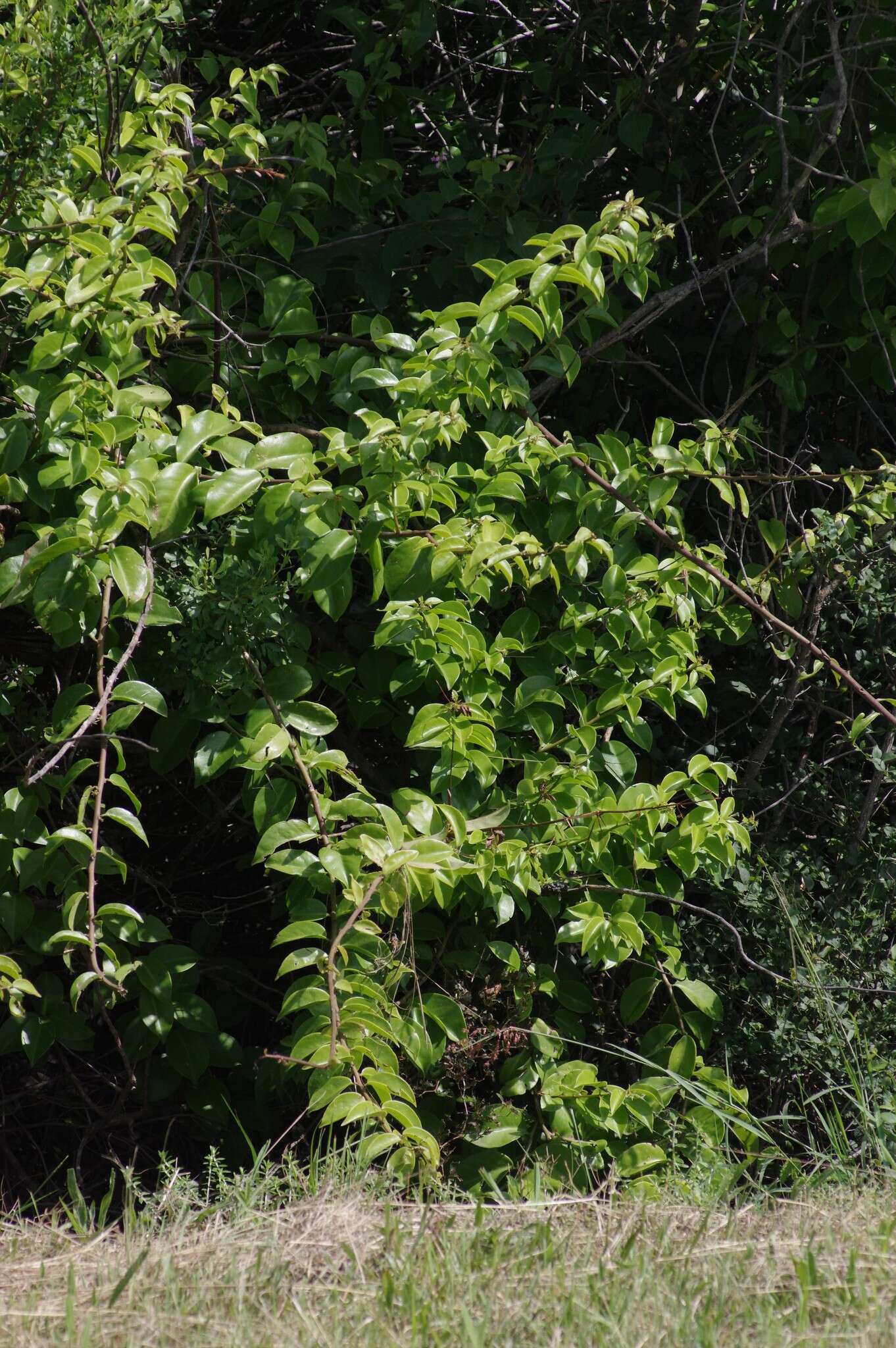 Image of Barbados shrub