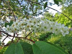 Prunus padus L. resmi