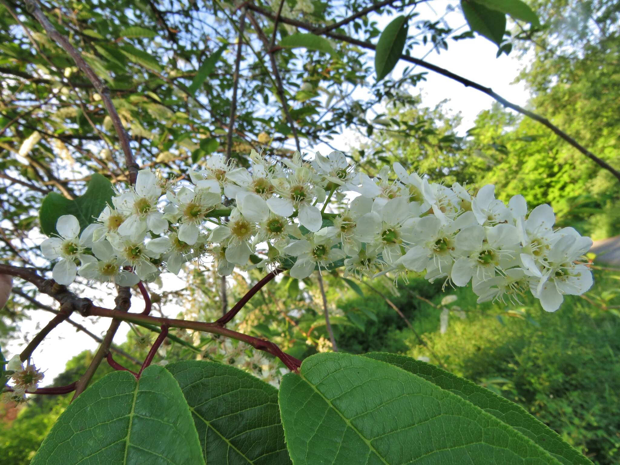 Prunus padus L. resmi