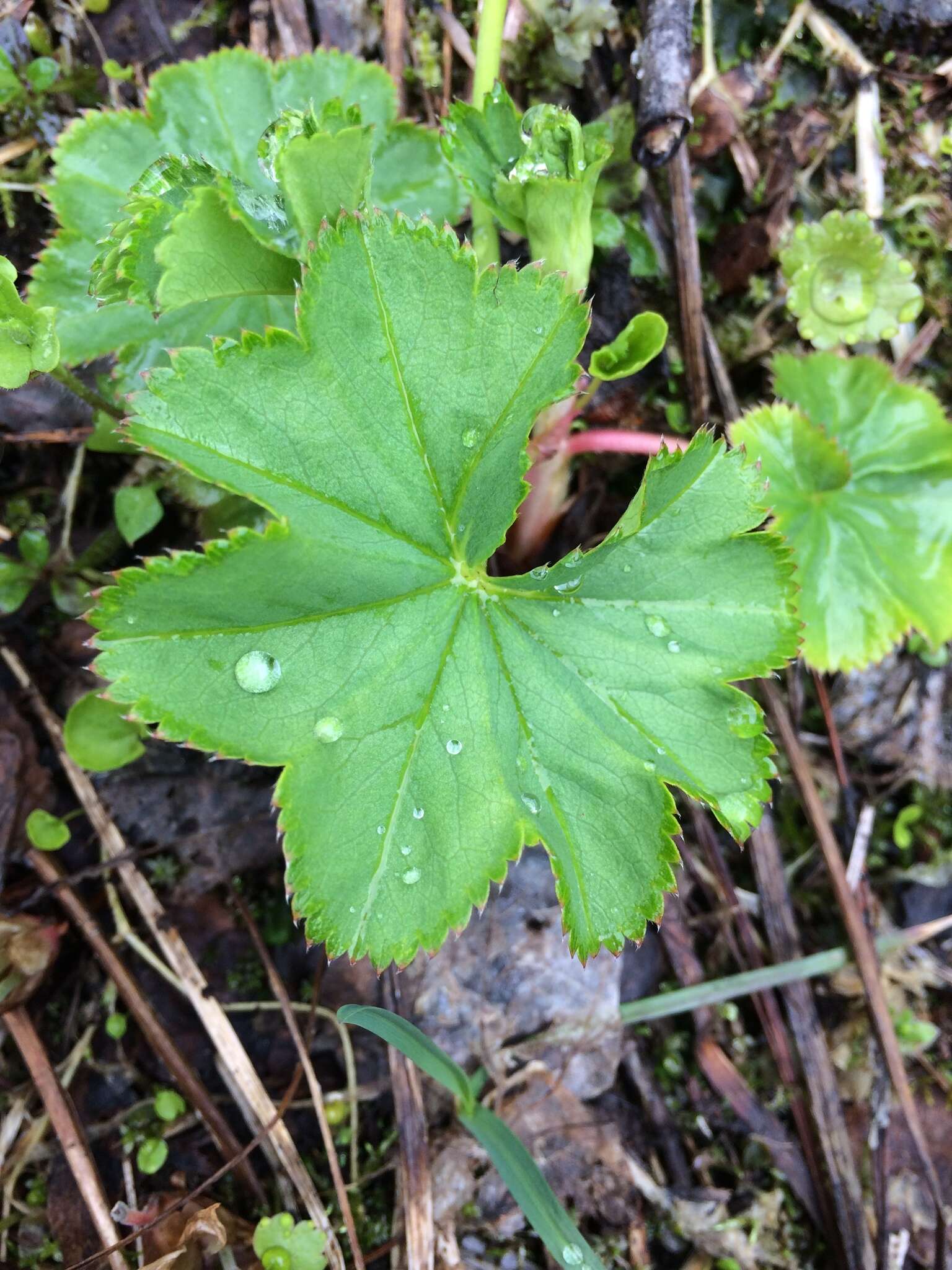 Image of clustered lady's mantle