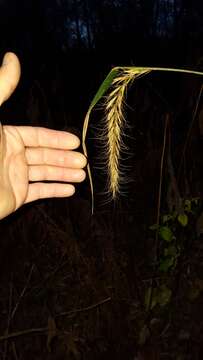 Plancia ëd Elymus canadensis L.