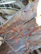 Image of Blakely's Red Gum