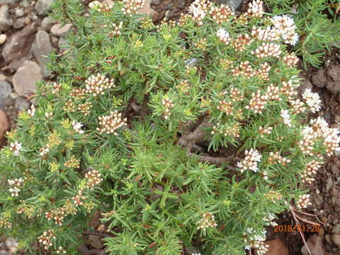 Image of Crassula sarcocaulis subsp. rupicola Tölken