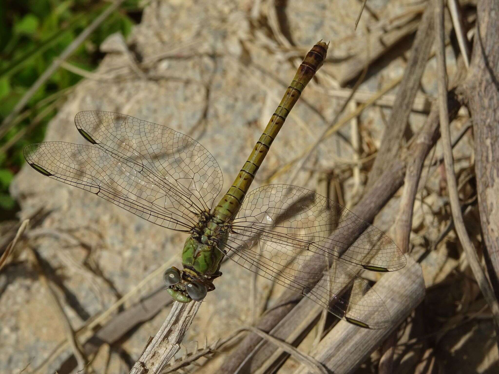 Imagem de Paragomphus genei (Selys 1841)