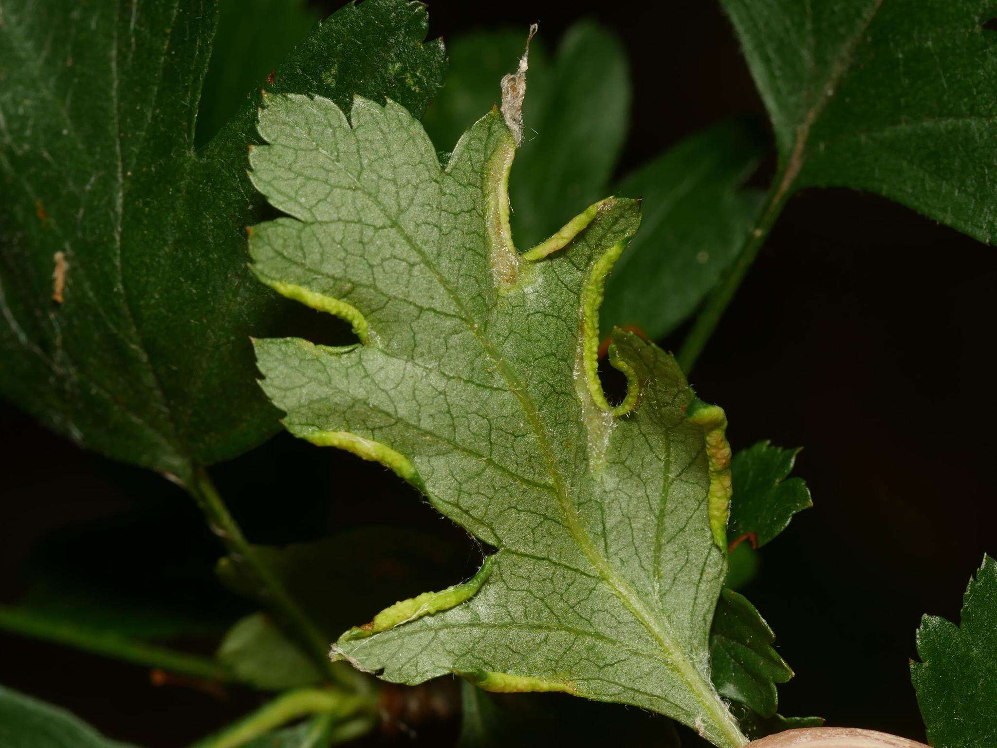 Image of <i>Phyllocoptes goniothorax</i> (Nalepa 1889)