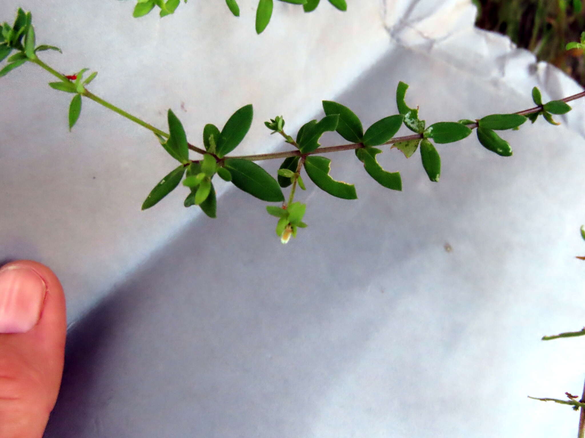 Image of Linum quadrifolium L.