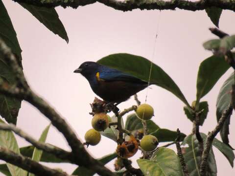 Image of Chestnut-bellied Euphonia